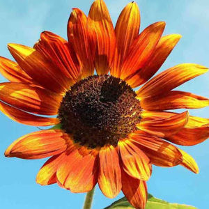 Meet your Posher, Loralie